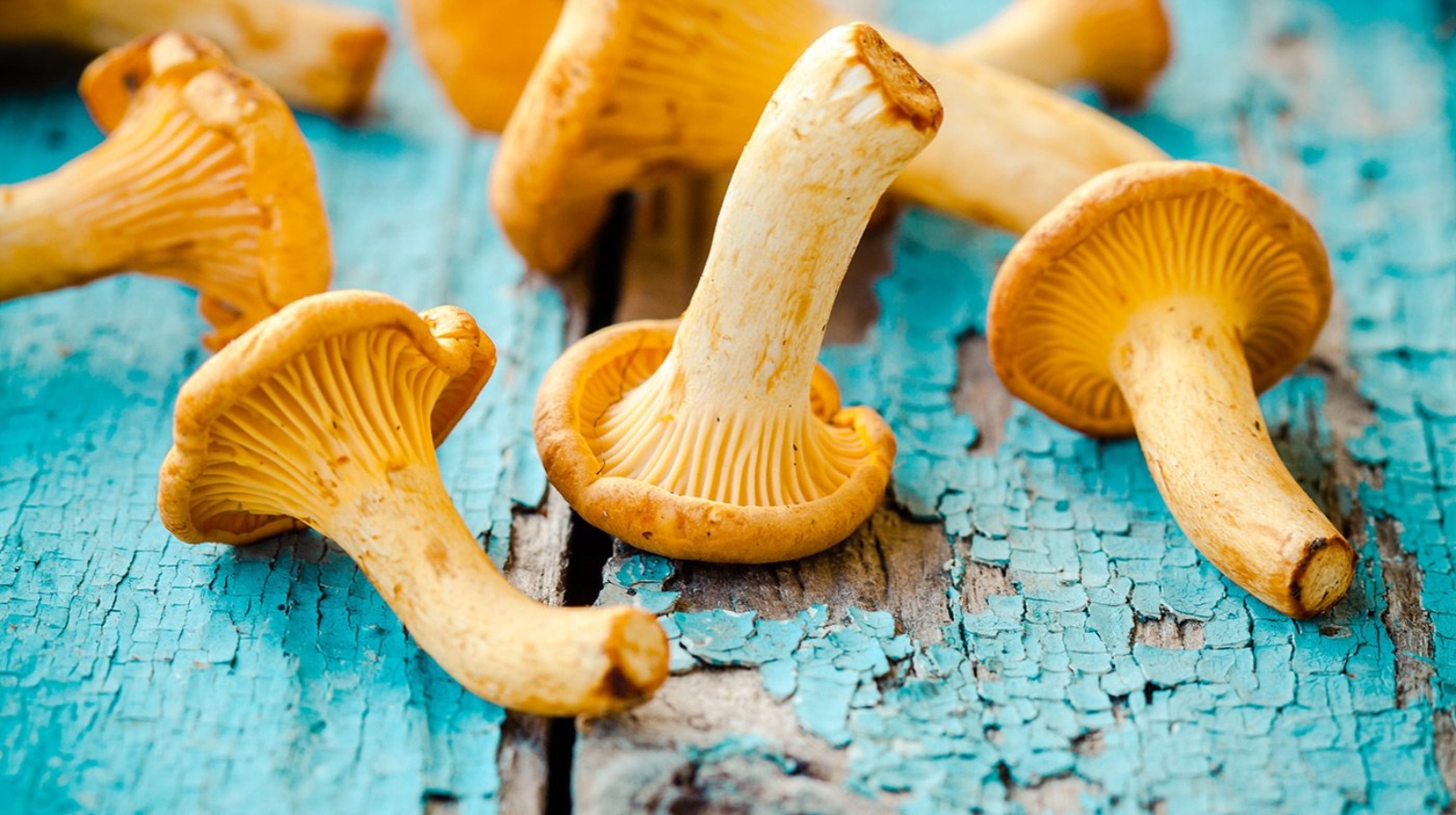 fresh-chanterelle-mushrooms-on-a-wooden-P5YD4CZ