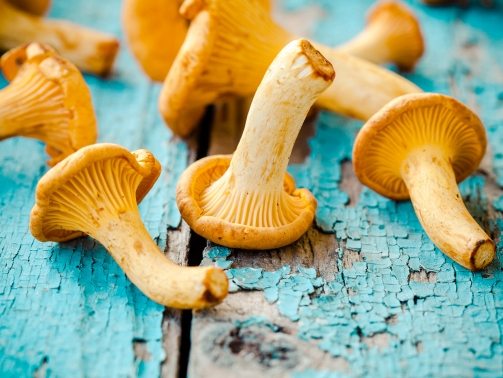 fresh-chanterelle-mushrooms-on-a-wooden-P5YD4CZ
