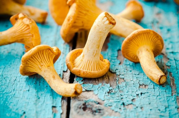 fresh-chanterelle-mushrooms-on-a-wooden-P5YD4CZ