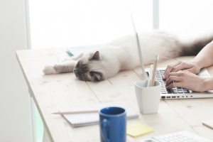 sleepy-cat-on-a-desktop-P4C6THM