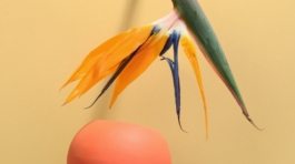 pexels-daria-liudnaya-7354422