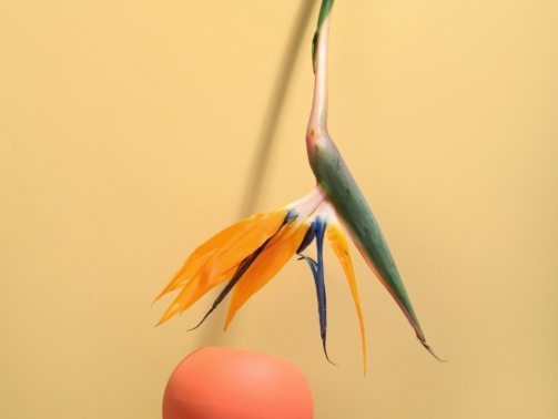 pexels-daria-liudnaya-7354422-min