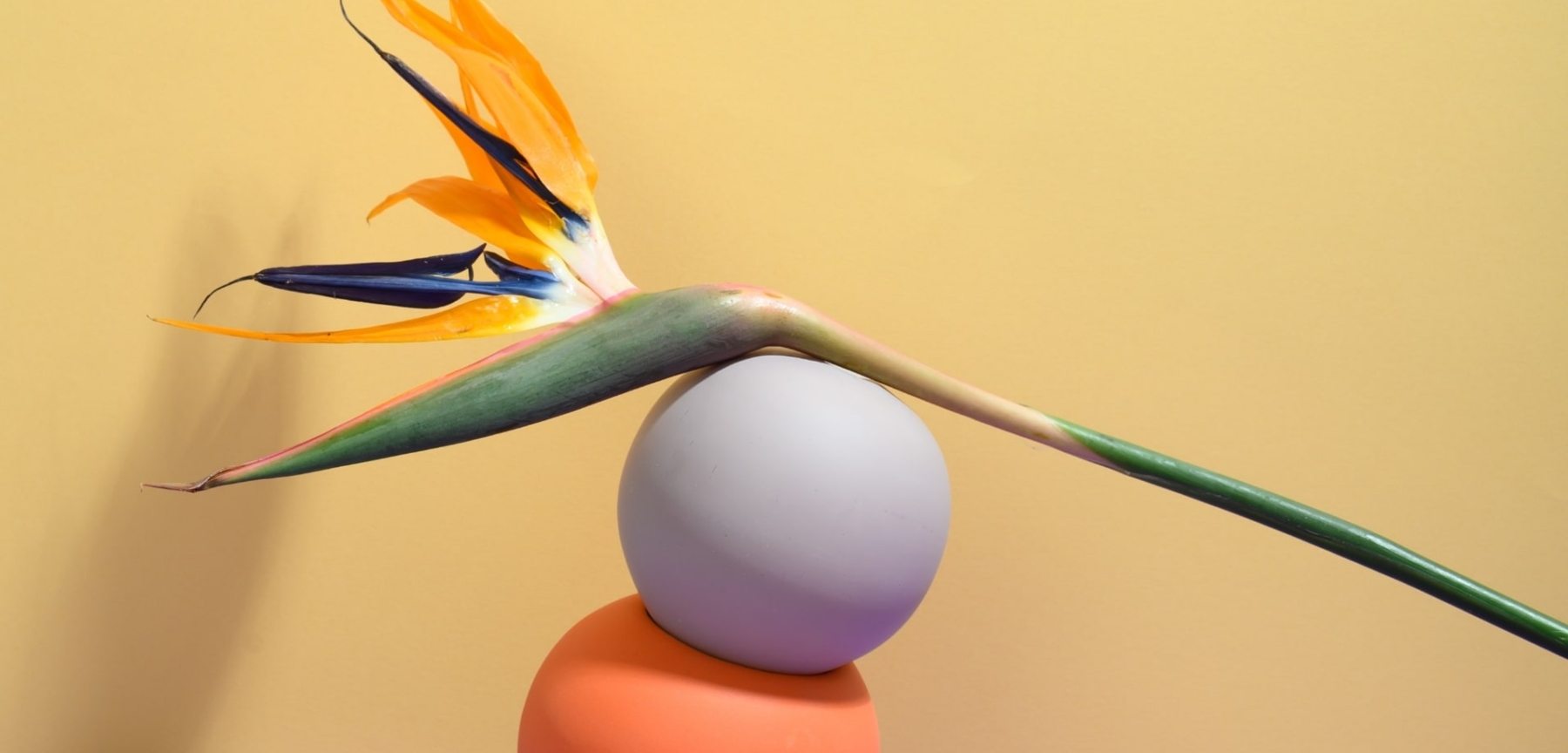 pexels-daria-liudnaya-7354472-min