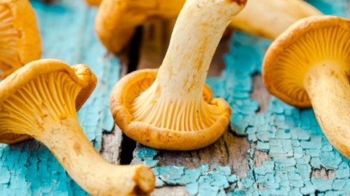 fresh-chanterelle-mushrooms-on-a-wooden-P5YD4CZ@2x