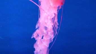 pan-da-chuan-219195-unsplash