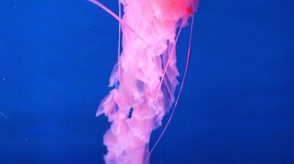 pan-da-chuan-219195-unsplash