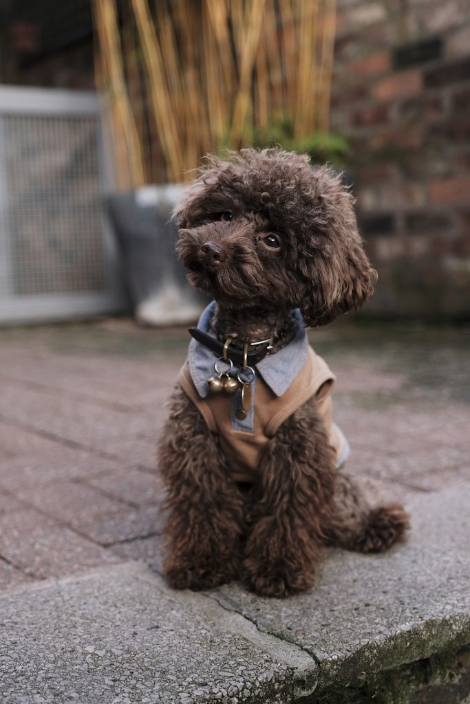 the-poodle-gang-369918-unsplash