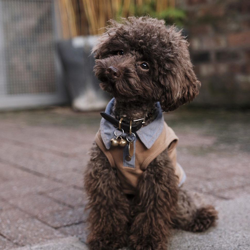 the-poodle-gang-369918-unsplash