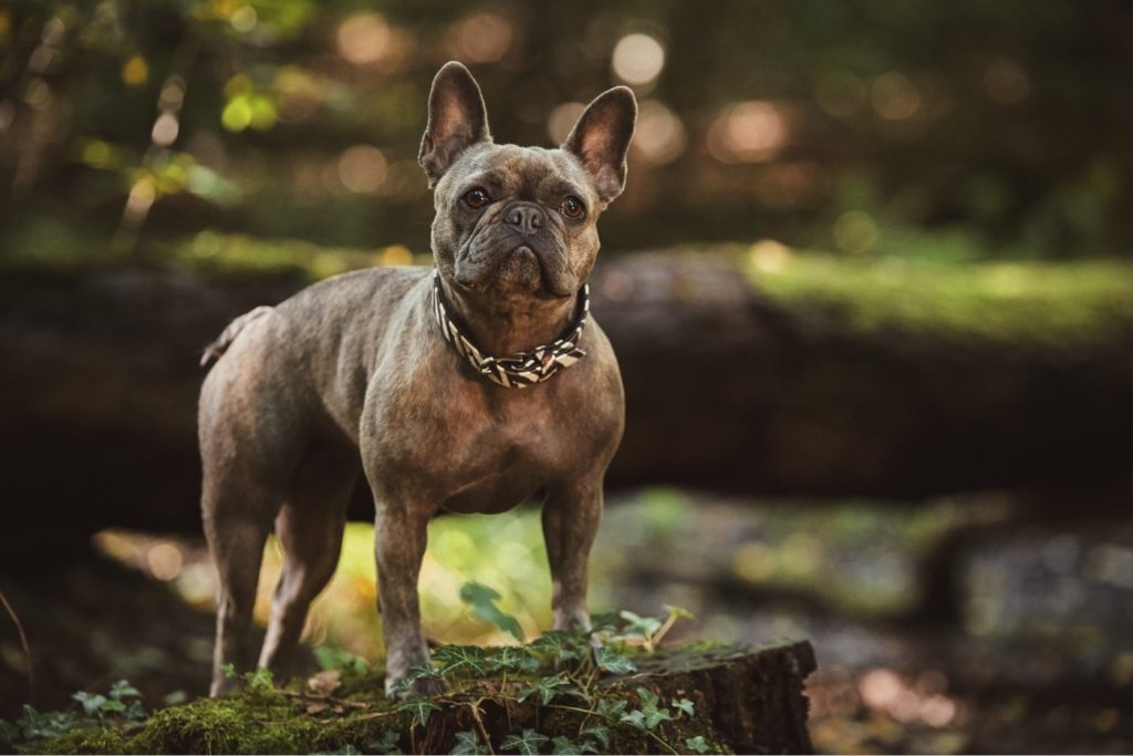 andreas-fidler-393653-unsplash