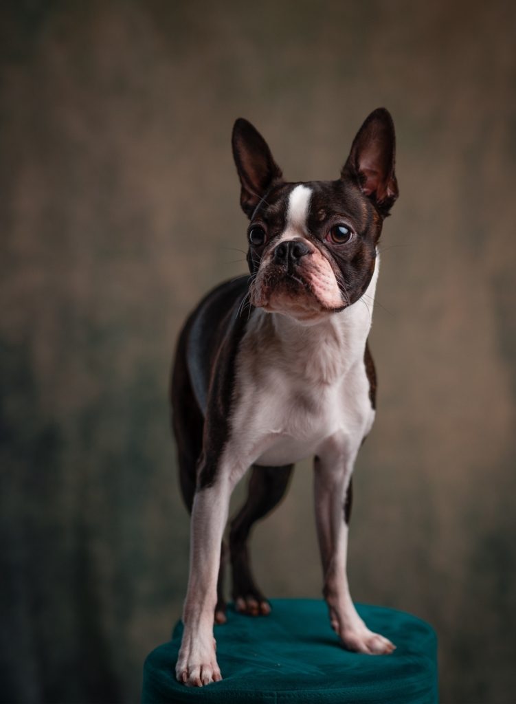 janko-ferlic-1187845-unsplash