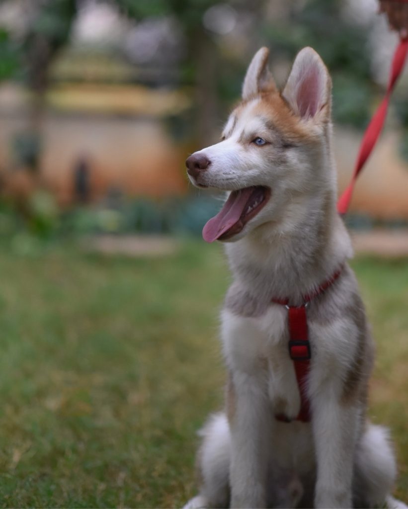 v-srinivasan-1163717-unsplash