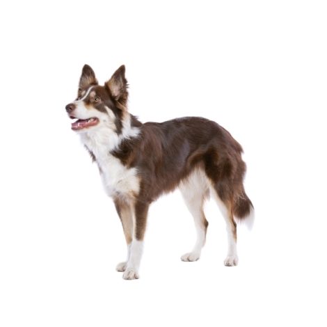 dog-6SEQH8Z