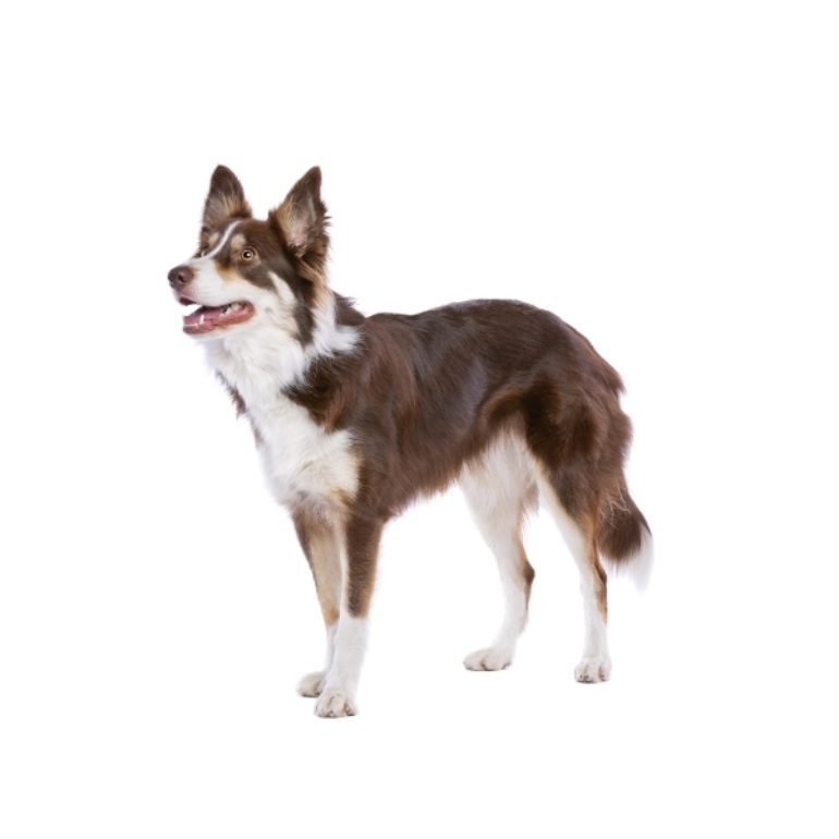 dog-6SEQH8Z