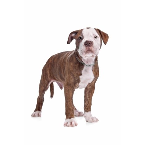 dog-PGPCKPK