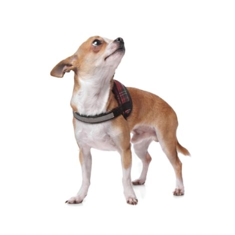 dog-PJLDZT4