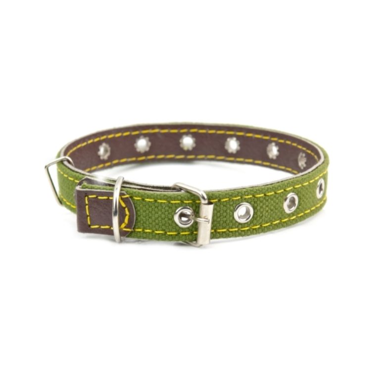dog-collar-P92XPL5
