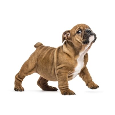 english-bulldog-puppy-standing-isolated-on-white-EKQ74AB