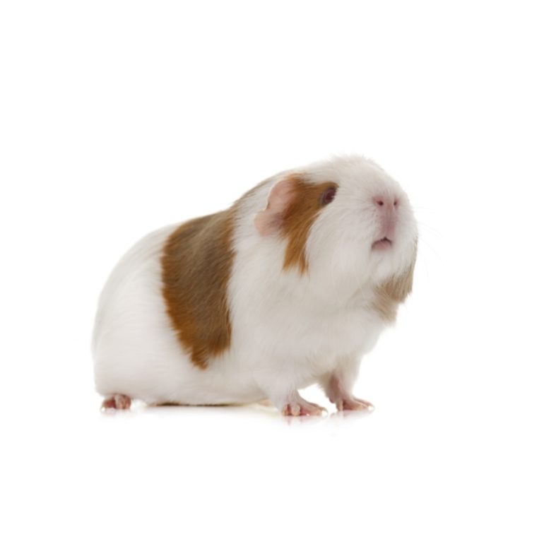 guinea-pig-in-studio-PFB9RFT