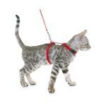 silver-bengal-kitten-and-harness-PPFE7GT