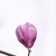 erda-estremera-572432-unsplash
