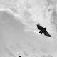 samuel-zeller-34761-unsplash