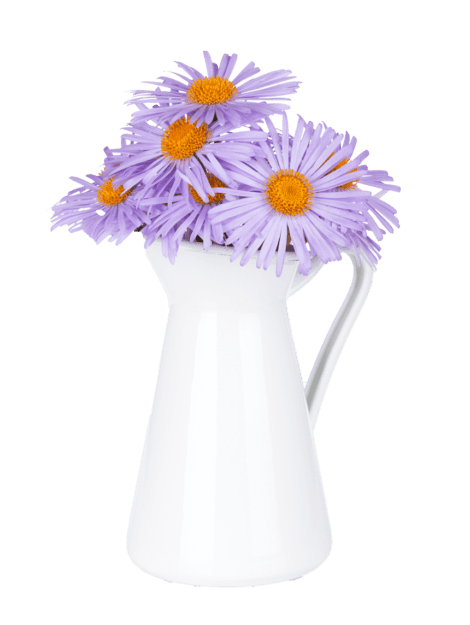 blue-camomile-flowers-in-jug-P6Z6KCB