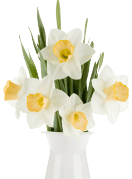 bouquet-of-pink-tulips-in-a-vasepng (1)