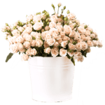bunch-of-creamy-roses-in-a-bucket-over-white-PLJ554Y