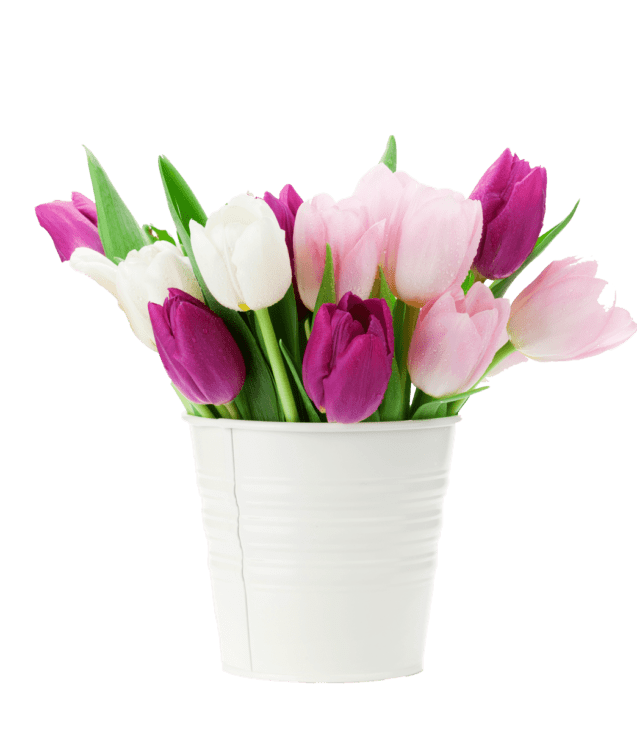 colorful-tulips-bouquet-NFESY4P-copy