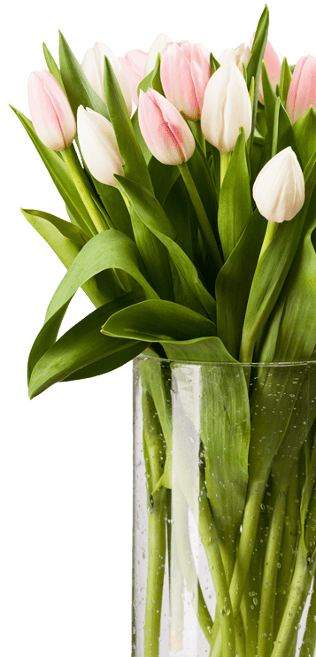 pink-and-white-tulips-bouquet-in-vase-with-path-P9CHJ4W (1)