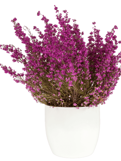 purple-heather-in-the-white-pot-P43SKSJ