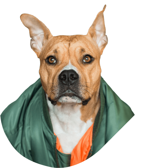 Dog - Services0