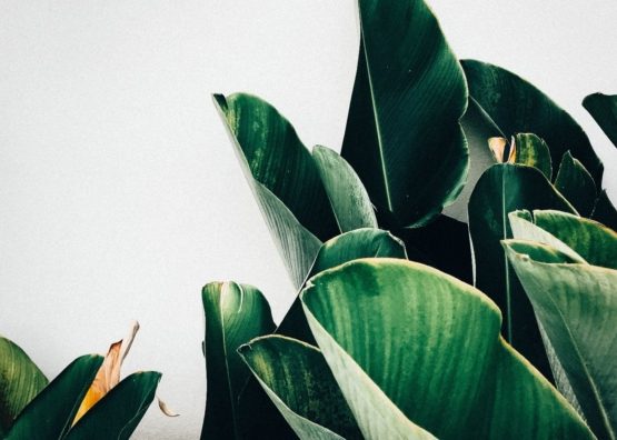 kiki-siepel-787802-unsplash