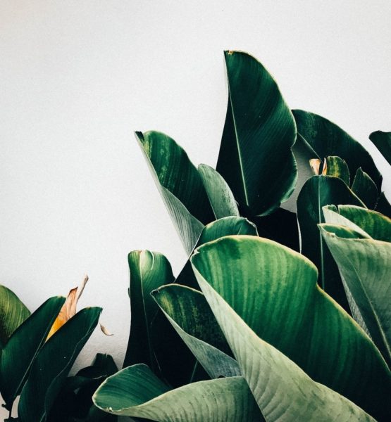 kiki-siepel-787802-unsplash