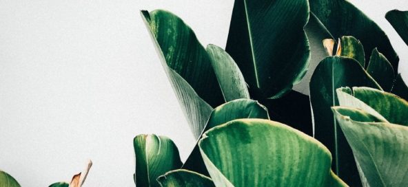 kiki-siepel-787802-unsplash