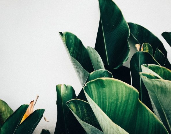 kiki-siepel-787802-unsplash