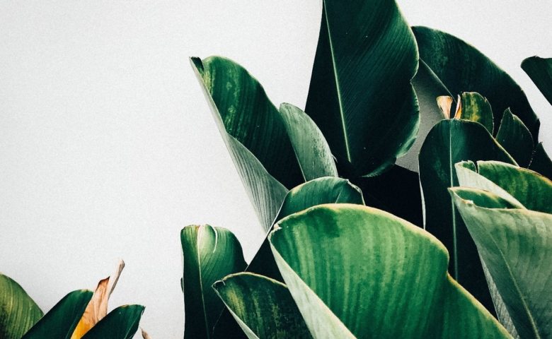 kiki-siepel-787802-unsplash