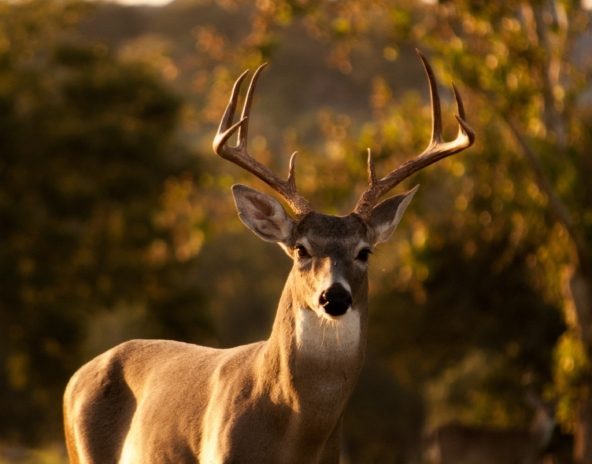 laura-college-190105-unsplash