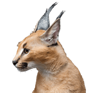 beautiful-caracal-lynx-over-black-background-2LY36JN