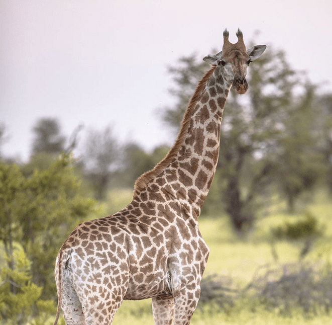 giraffe-standing-in-soft-sunset-light-2FS4YDN