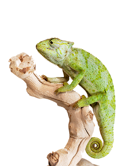 graceful-chameleon-PEWXWX6