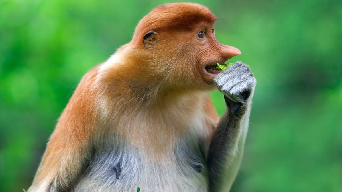proboscis-monkey-PK9YC3W