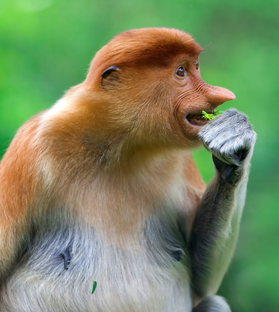 proboscis-monkey-PK9YC3W