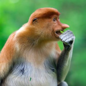 proboscis-monkey-PK9YC3W