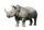 rhinoceros-PX4THQT