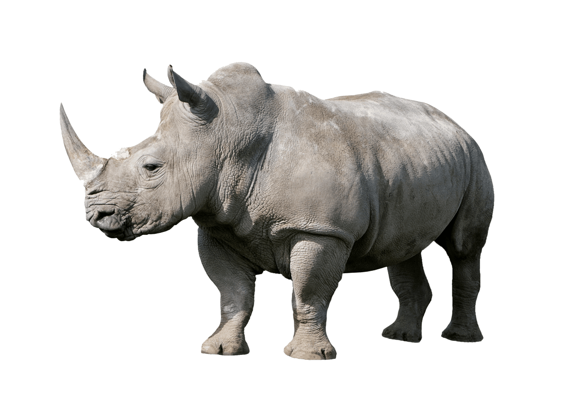rhinoceros-PX4THQT