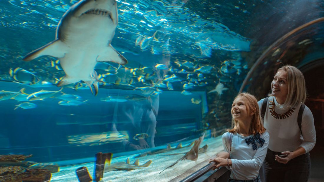 showing-her-the-sharks-GHR4ZKN