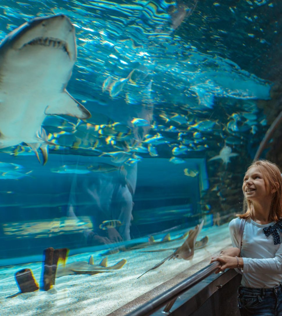 showing-her-the-sharks-GHR4ZKN