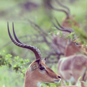 impala-group-sideview-JUG5BS2