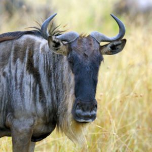 wildebeest-in-national-park-of-africa-P3PWJZ3